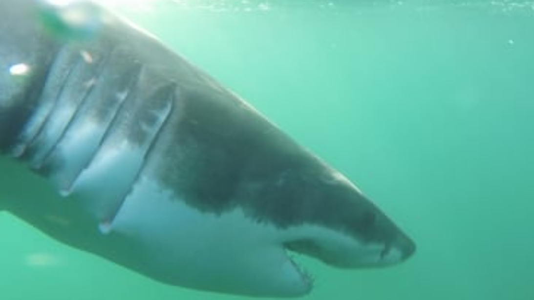 9ft. juvenile great white shark pings off Accomack County